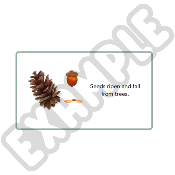 Signs of Autumn Comprehension Cards and Booklet - Image 4