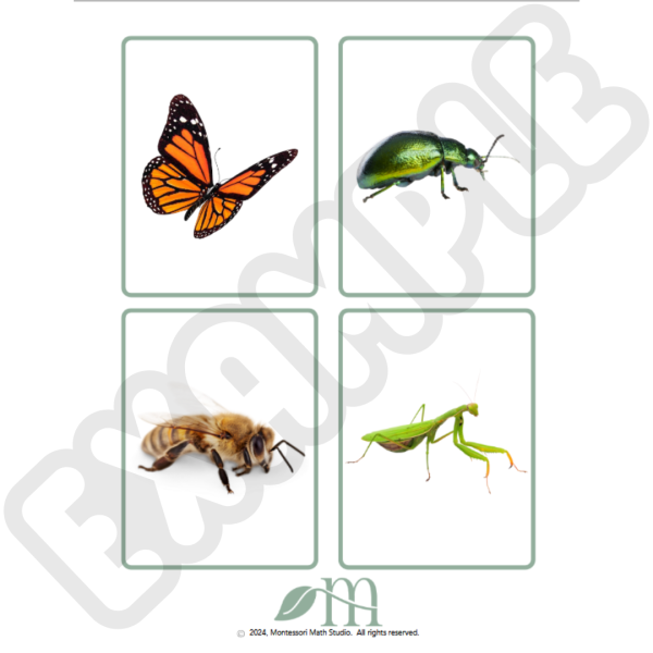 insect card examples- butterfly, beetle, honeybee, praying mantis