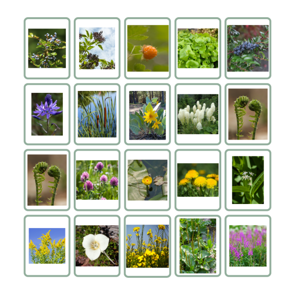 Edible Plants of the Pacific Northwest Matching Cards - Image 2