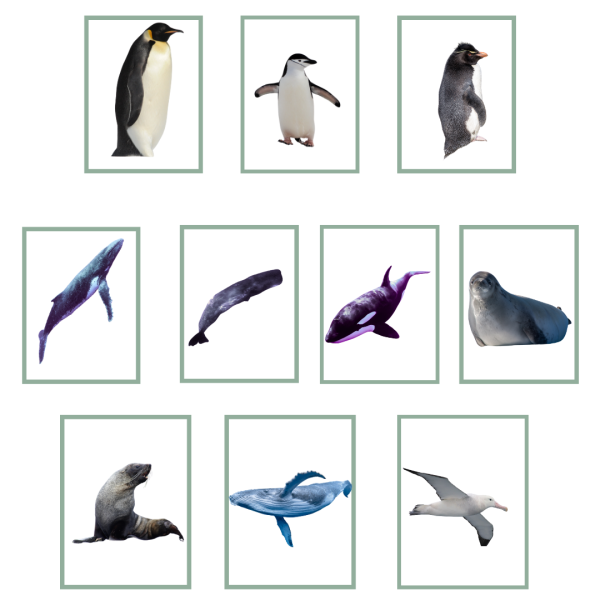 Animals of Antarctica Matching Cards - Image 2