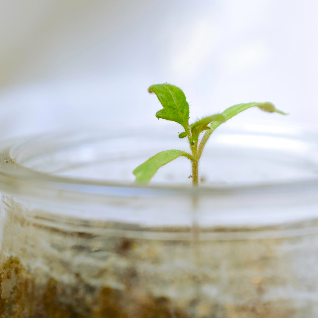 Picture of a sprout growing in a jar- an easy Montess